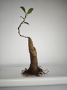 R 3. Ficus retusa 120 euros con envio gratis peninsula.