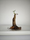 R 3. Ficus retusa 120 euros con envio gratis peninsula.