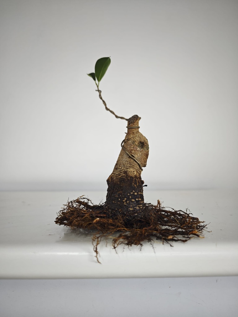 R 4. Ficus retusa 150 euros con envio gratis peninsula.