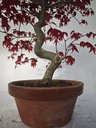 *D 32. Acer palmatum deshojo 220 euros con envio gratis peninsula.