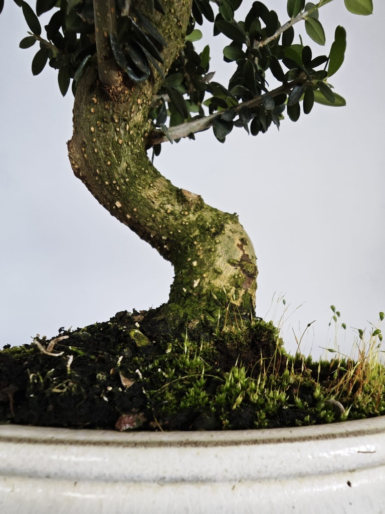 *O 14. Olea Sylvestris 66 euros con envio gratis peninsula.
