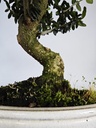 *O 14. Olea Sylvestris 66 euros con envio gratis peninsula.