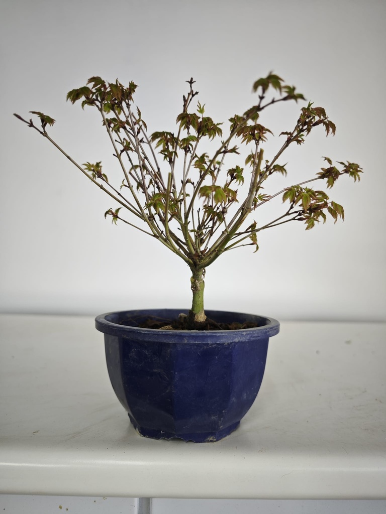 * k 2. Acer palmatum kiyohime 100 euros con envio gratis peninsula.