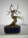 *Ch 3. Chaenomeles 250 euros con envio gratis peninsula.