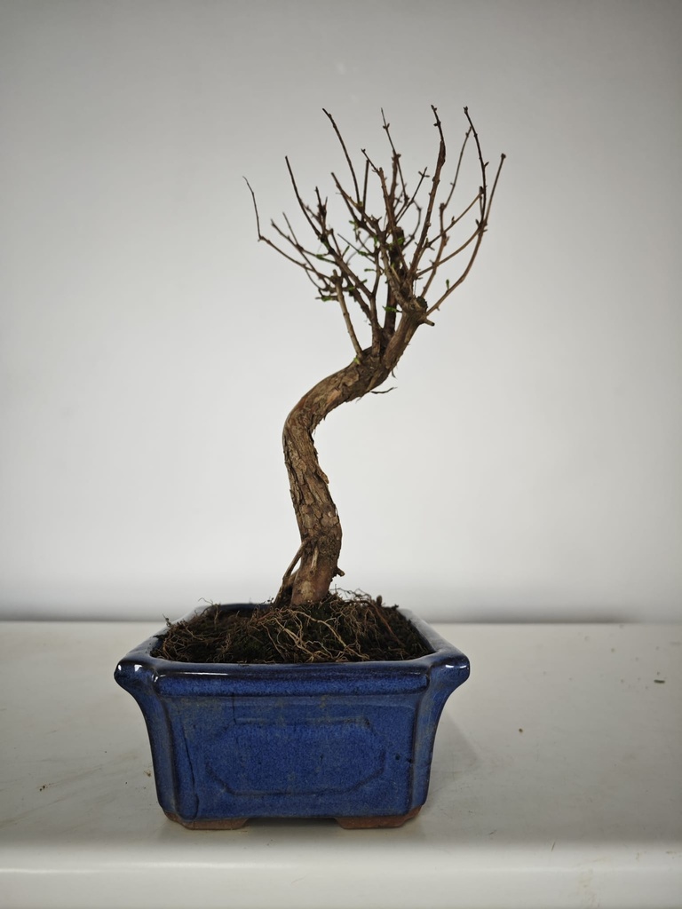 *M 1. Metasequoia 95 euros con envio gratis peninsula-