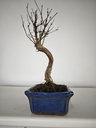 *M 1. Metasequoia 95 euros con envio gratis peninsula-
