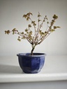 *A8. Acer palmatum klyohlme 90 euros con envio gratis peninsula.