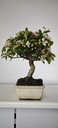 *M 5. Malus 100 euros con envio gratis peninsula.