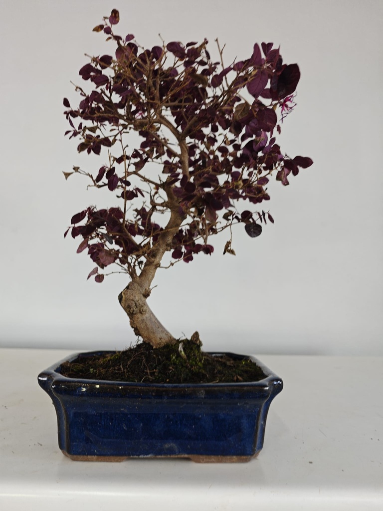 *L 21. Loropetalum 100 euros con evio gratis peninsula.