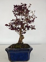 *L 21. Loropetalum 100 euros con evio gratis peninsula.