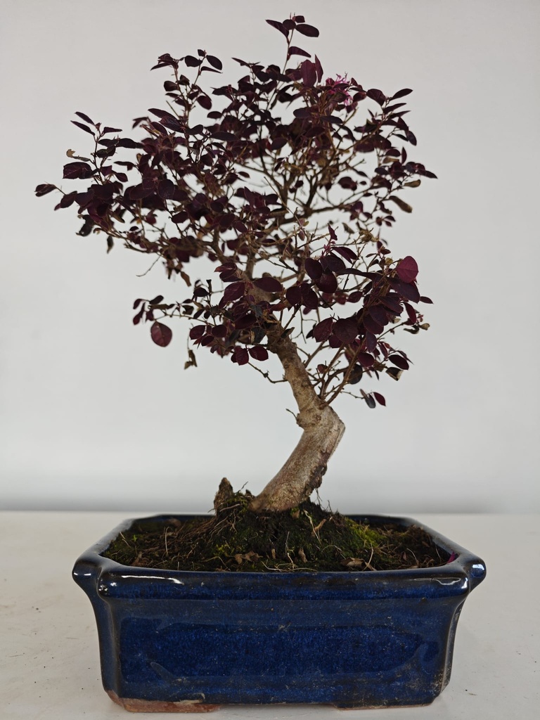 *L 21. Loropetalum 100 euros con evio gratis peninsula.