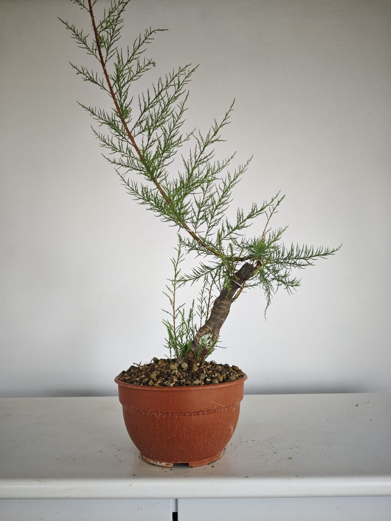 T 9. Tamarix 150 euros con envio gratis peninsula.