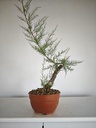 T 9. Tamarix 150 euros con envio gratis peninsula.