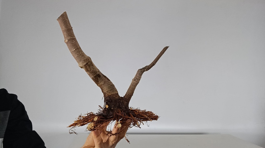 H 12. Ficus carica 180 euros con envio gratis peninsula.