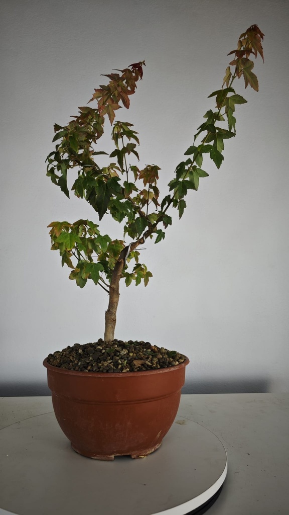 B 10. Acer buergerianum 150 euros con envio gratis peninsula.