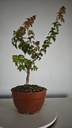 B 10. Acer buergerianum 150 euros con envio gratis peninsula.