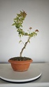 B 12. Acer buergerianum 150 euros con envio gratis peninsula.