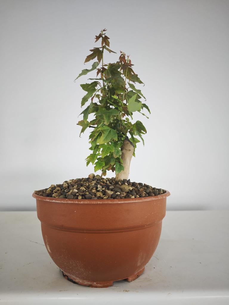 B 15. Acer buergerianum 150 euros con envio gratis peninsxula.
