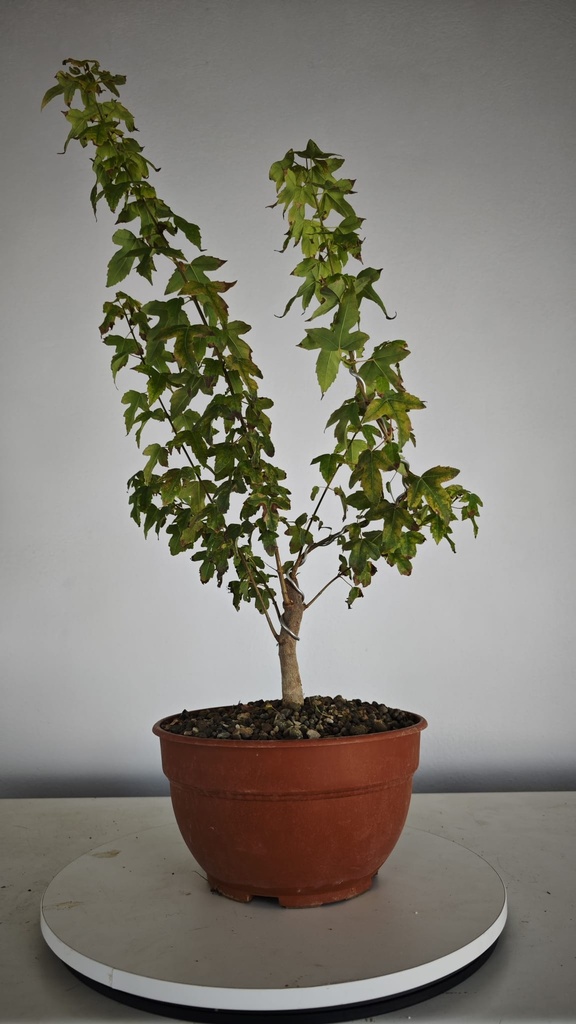 B 16. Acer buergerianum 150 euros con envio gratis peninsula.