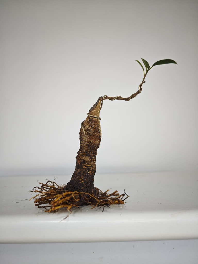 R 2. Ficus retusa 150 euros con envio gratis peninsula.