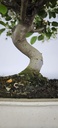 *M 5. Malus 100 euros con envio gratis peninsula.