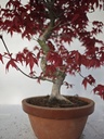 *D 23. Acer palmatum deshojo 150 euros con envio gratis peninsula.