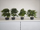*Car 1. Carpinus coreana 70 euros con envio gratis peninsula.