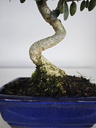 *O 12. Olea Sylvestris 45 euros con envio gratis peninsula.