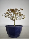 * k 1. Acer palmatum kiyohime 100 euros con envio gratis peninsula.