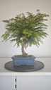 *M 1. Metasequoia 95 euros con envio gratis peninsula-