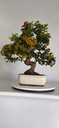 *PY 11. Pyracantha 250 euros con envio gratis peninsula.