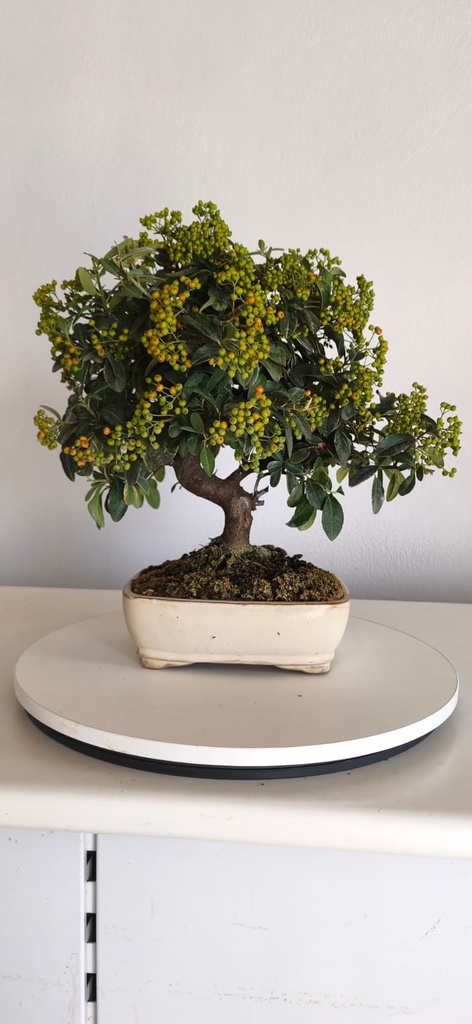 *PY 12. Pyracantha 200 euros con envio gratis peninsula.