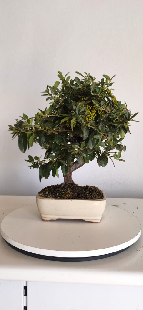 *PY 14. Pyracantha 100 euros con envio gratis peninsula.