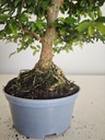 *Ul. 8 Olmo nire, 100 euros con envio gratis peninsula.
