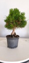 *P 26 Pinus thubergii seniyumaru 100 euros con envio gratis peninsula.