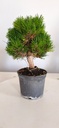 *P 27 Pinus thubergii seniyumaru 100 euros con envio gratis peninsula.