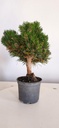 *P 28 Pinus thubergii seniyumaru 100 euros con envio gratis peninsula.