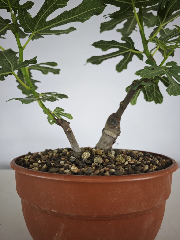 H 20. Ficus carica 150 euros con envio gratis peninsula.