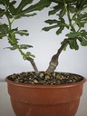 H 20. Ficus carica 150 euros con envio gratis peninsula.