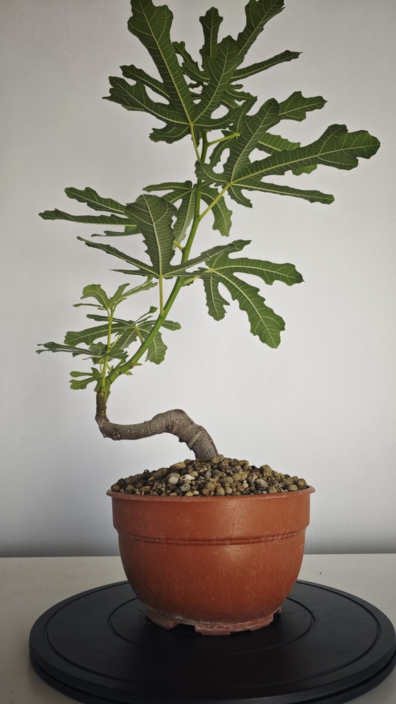 H 40. Ficus carica 150 euros con envio gratis peninsula.