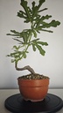 H 40. Ficus carica 150 euros con envio gratis peninsula.