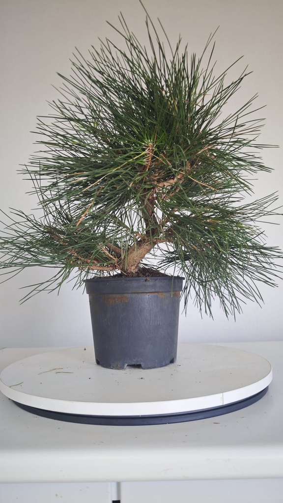 * P 7 Pinus thunbergii 70 euros con envio gratis peninsula.