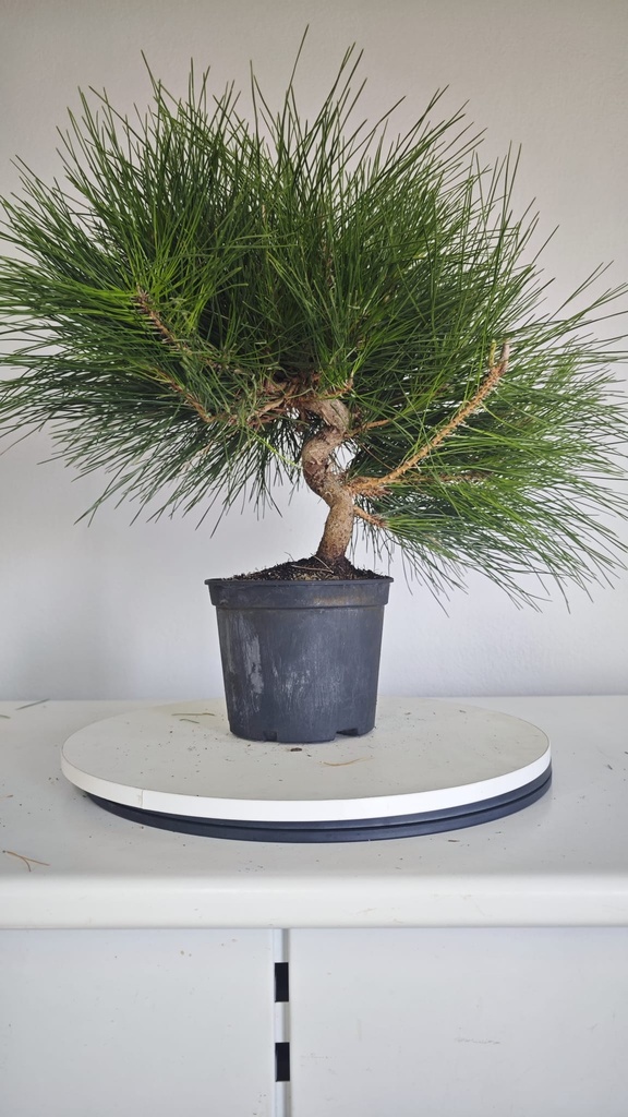 * P 13 Pinus thunbergii 70 euros con envio gratis peninsula.