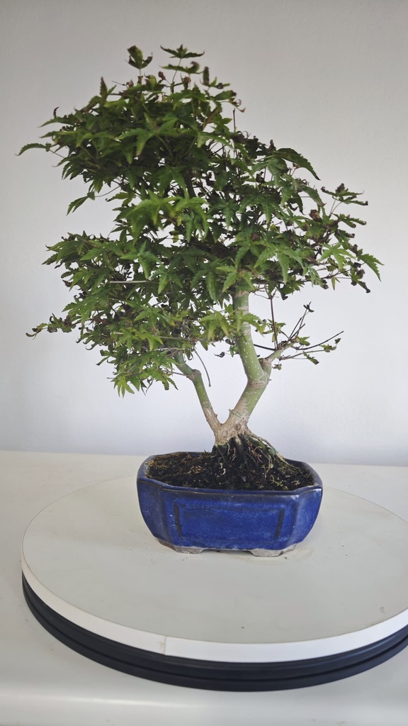 *D 29. Acer palmatum deshojo 150 euros con envio gratis peninsula.