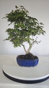 *D 29. Acer palmatum deshojo 150 euros con envio gratis peninsula.