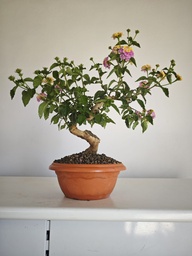 L1. Lantana 200 euros con envio gratis peninsula y Portugal