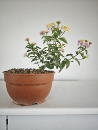 L 2. Lantana, 95 euros con envio gratis peninsula.