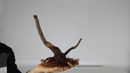 H 7.  Ficus carica 180 euros con envio gratis peninsula.
