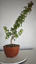 B 9. Acer buergerianum, 150 euros con envio gratis peninsula.