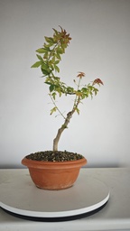 B 12. Acer buergerianum 150 euros con envio gratis peninsula.
